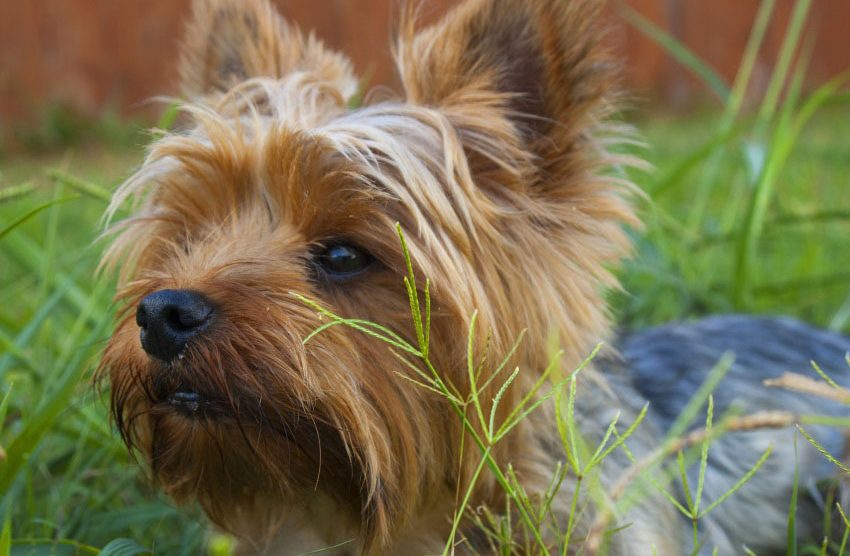 A Dogs Tale